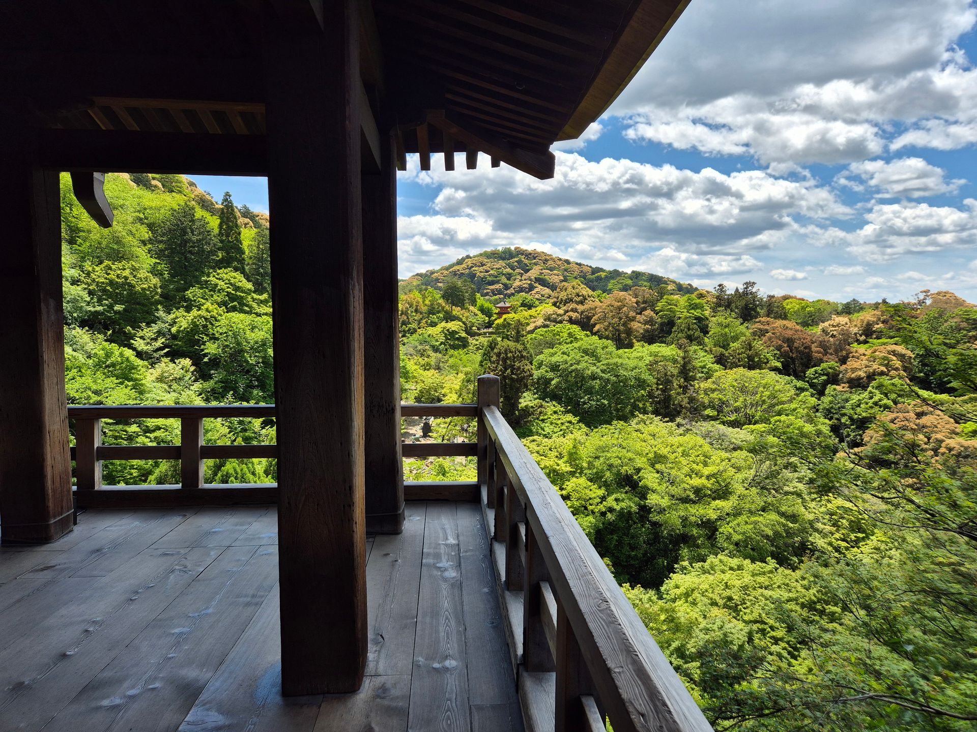 Ausblick auf die Baumwipfel