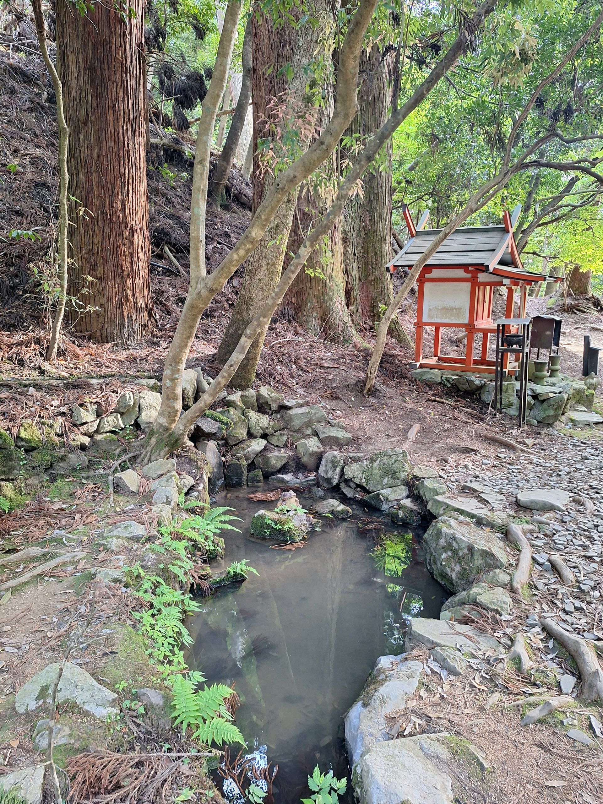 Froschkonzert im Wald
