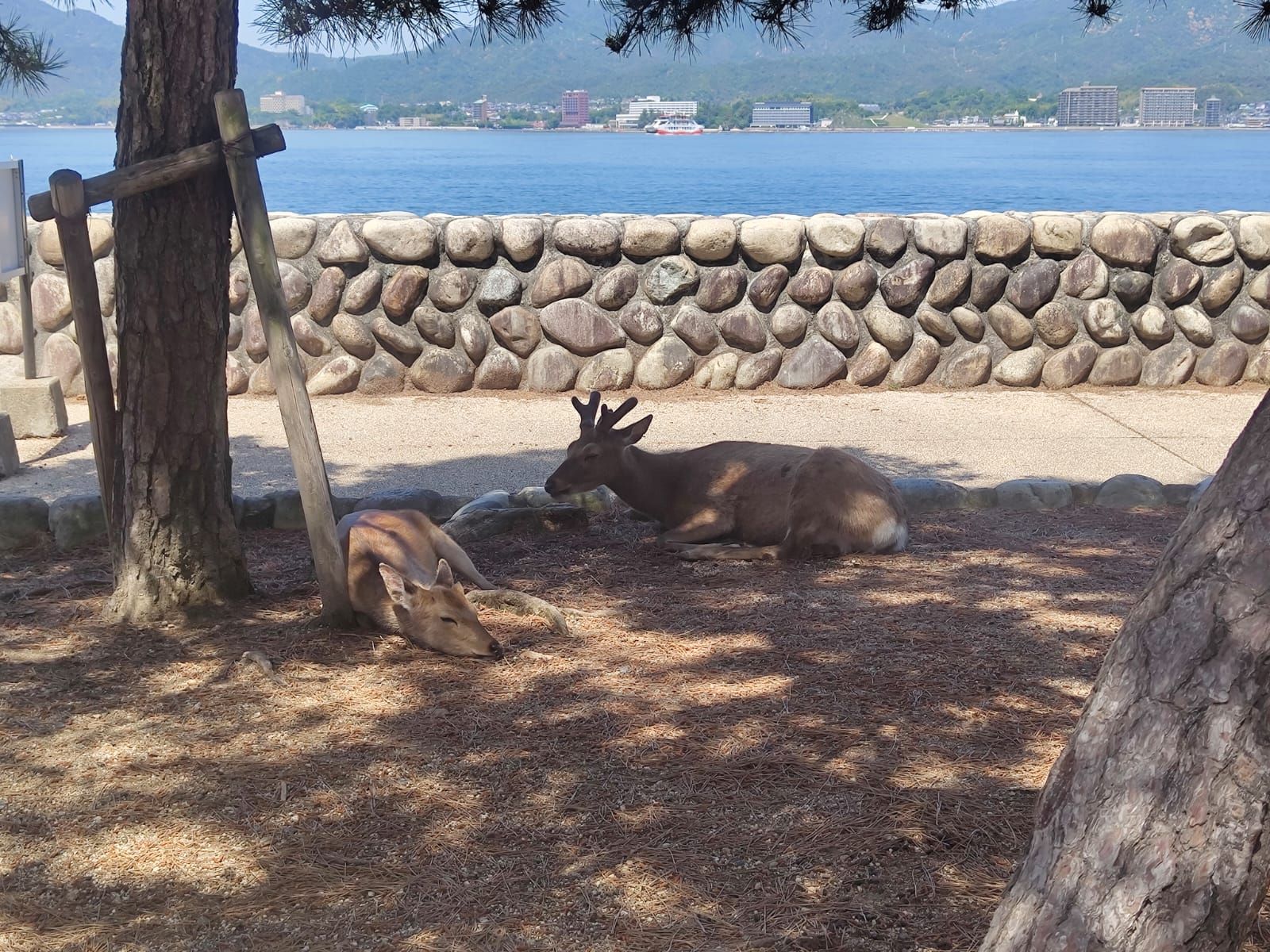 Rehe im Schatten