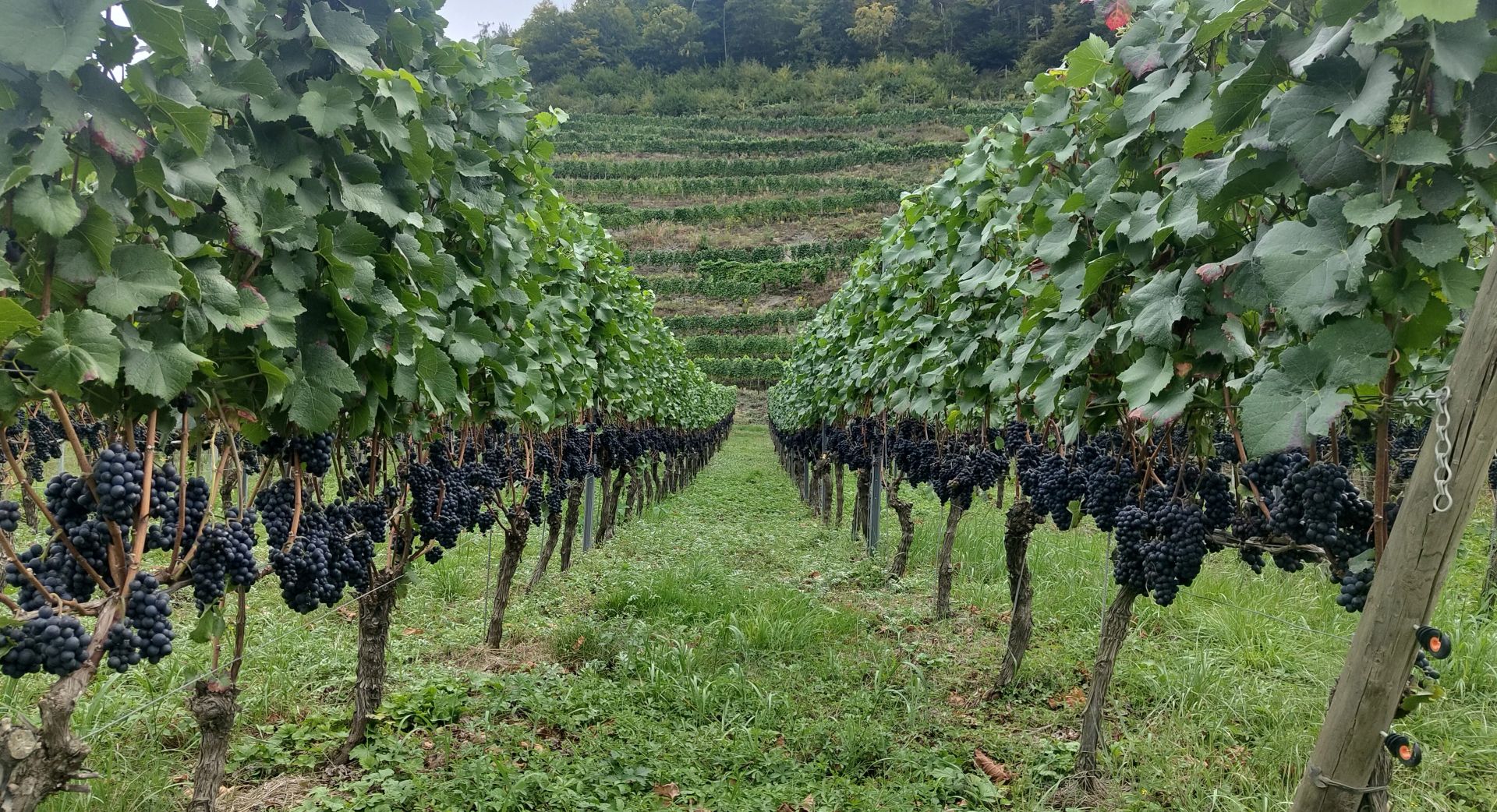 Beautiful vineyards
