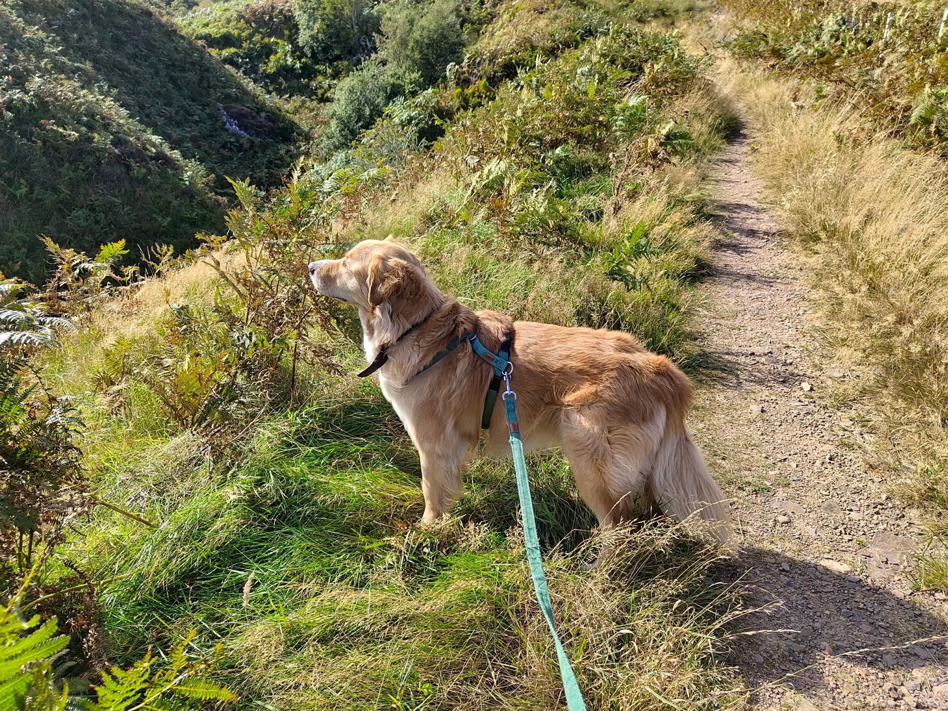 Cooper facing the wind