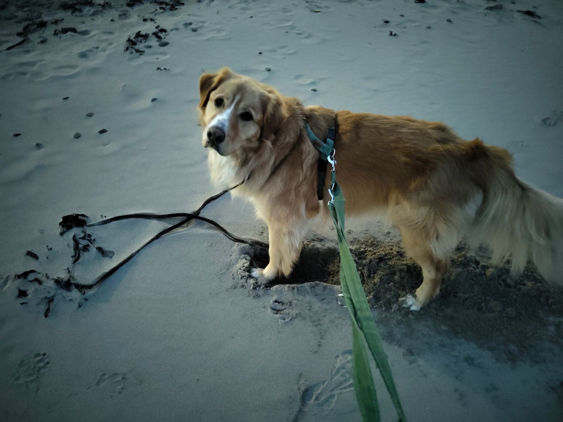 Cooper digging a hole and enjoying the beach.