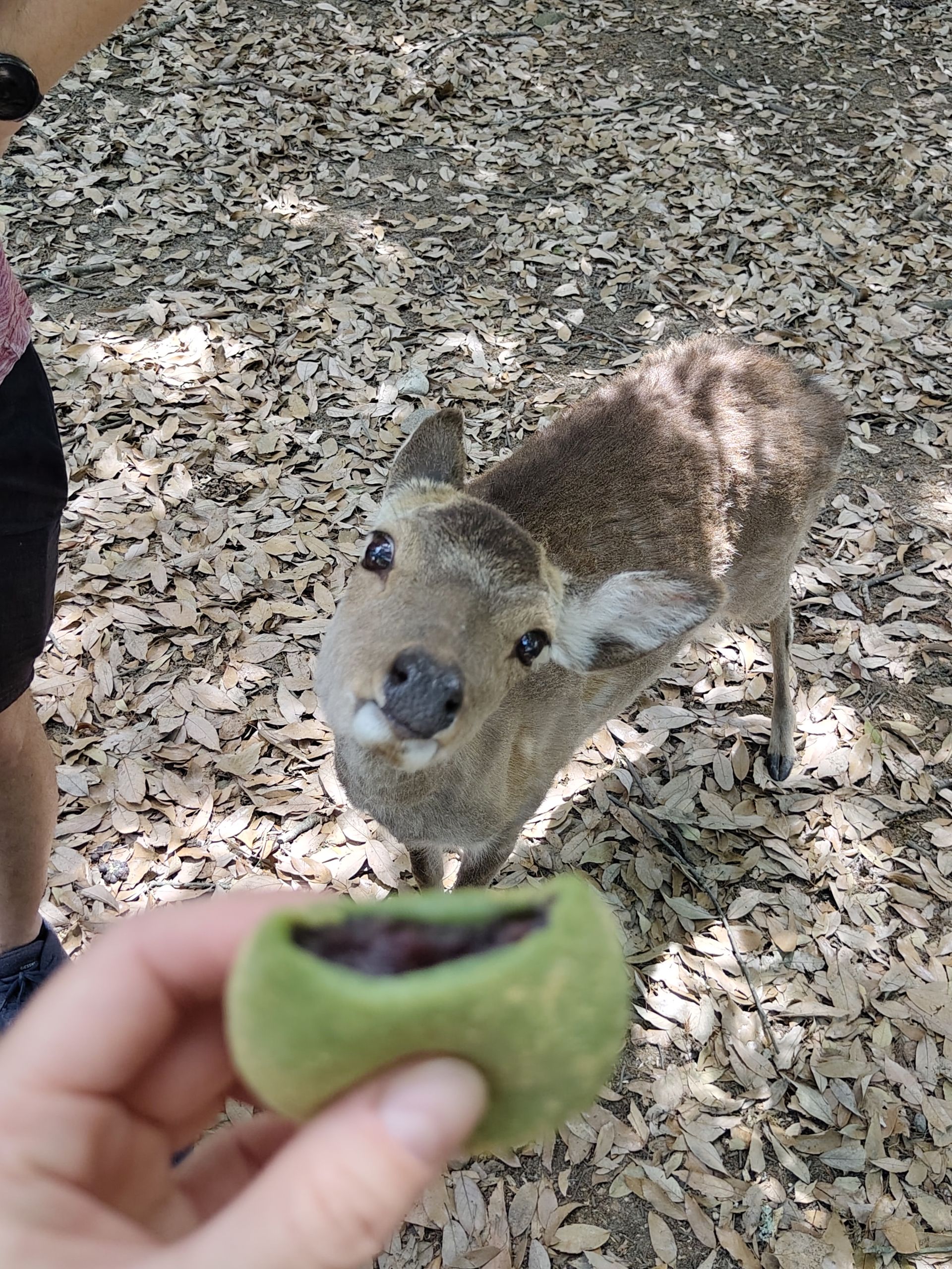 Neugieriger Besuch in der Snackpause
