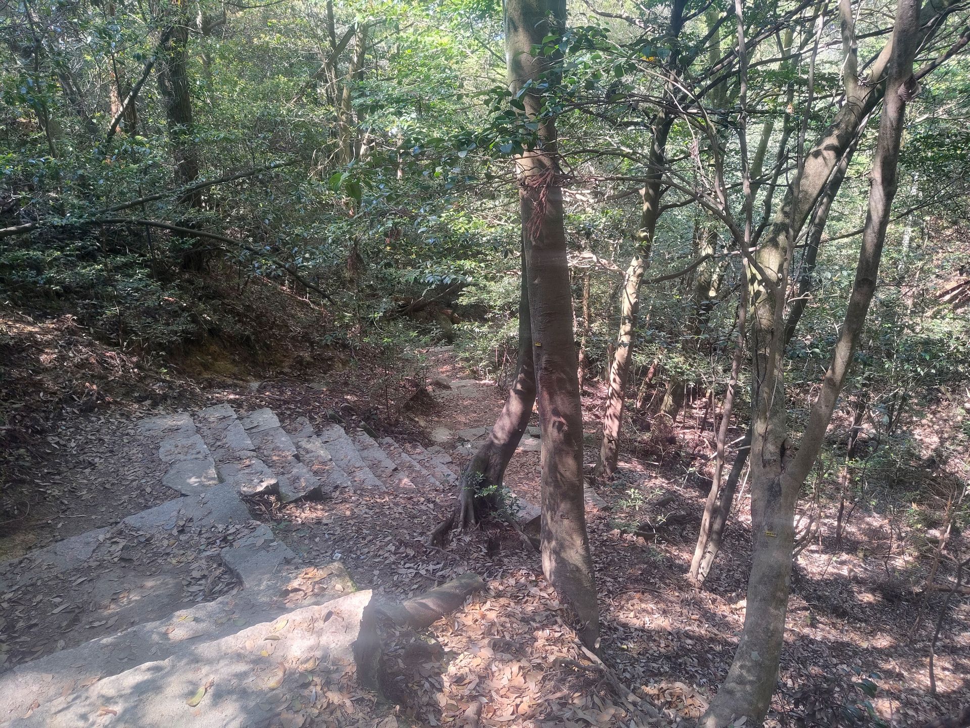 Stufen bergab durch den Wald